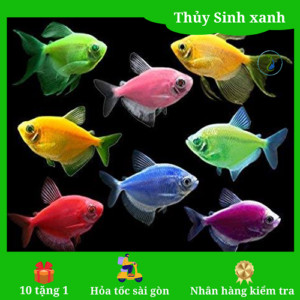 Cá cánh buồm