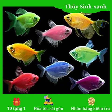 Muối Khoáng Nén 4 Màu Cho Cá Cảnh: Hướng Dẫn Sử Dụng Hiệu Quả