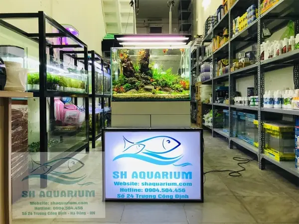 Top Cửa Hàng Cá Cảnh Cầu Giấy: Địa Chỉ & Kinh Nghiệm Chọn Mua Top Cửa Hàng Cá Cảnh Cầu Giấy: Địa Chỉ & Kinh Nghiệm Chọn Mua