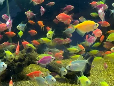 Cá Cảnh Chợ Tốt: Hướng Dẫn Mua Bán An Toàn và Hiệu Quả