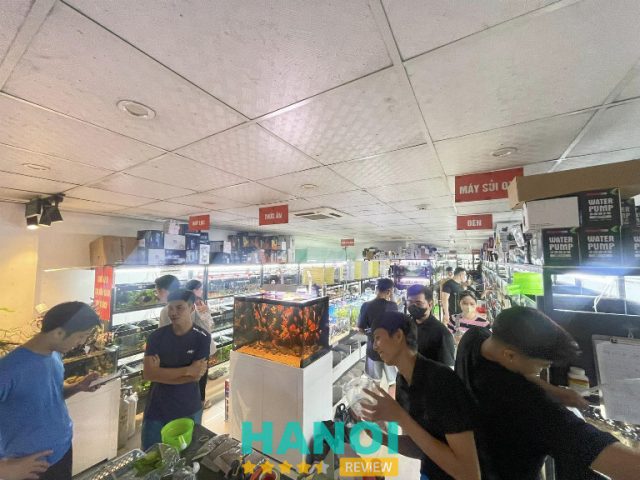Cá cảnh đa dạng tại King Aqua, địa điểm bán cá cảnh uy tín