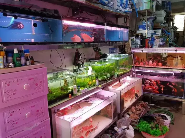 cá cảnh đà nẵng