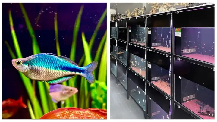 cá cảnh đà nẵng