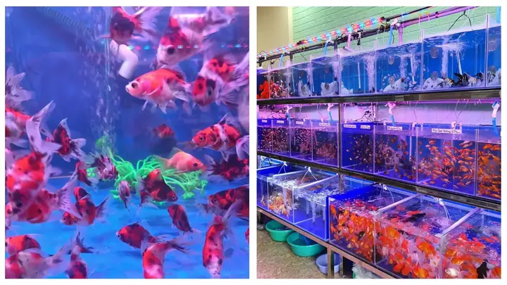 cá cảnh đà nẵng