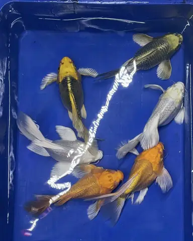 cá cảnh đà nẵng