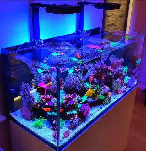cá cảnh đà nẵng