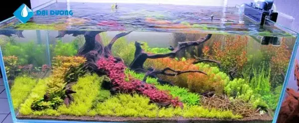 Lựa Chọn Sinh Vật Cho Hồ Cá Cảnh Đại Dương