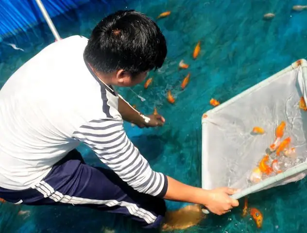 Cá Cảnh Đại Toàn Tây Ninh: Địa Chỉ, Dịch Vụ và Đánh Giá Chi Tiết