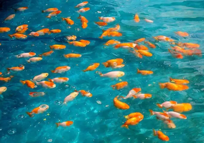 Cá Cảnh Đại Toàn Tây Ninh: Địa Chỉ, Dịch Vụ và Đánh Giá Chi Tiết