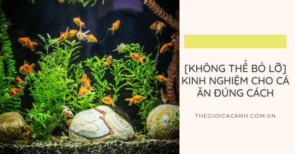 Cá cảnh đang thưởng thức bữa ăn, minh họa cách cho cá cảnh ăn bao nhiêu là đủ hợp lý