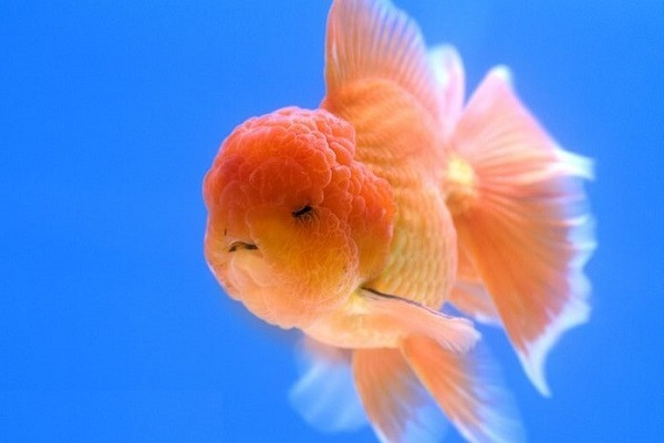 Cá cảnh đầu lân Oranda màu đỏ trắng với bướu đầu lớn đang bơi trong hồ thủy sinh