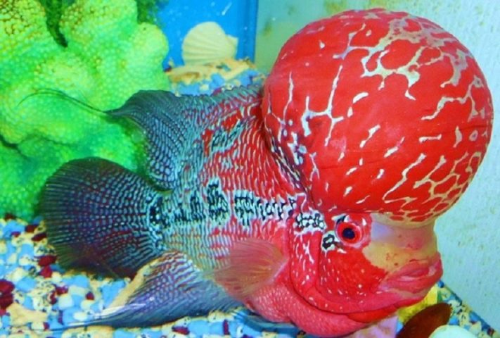 Cá cảnh đầu to màu đen mang vẻ đẹp độc đáo và ấn tượng