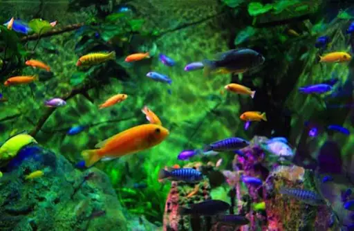 Cá Cảnh Đẻ Con: Ý Nghĩa Phong Thủy & Hướng Dẫn Chăm Sóc Chi Tiết Cá Cảnh Đẻ Con: Ý Nghĩa Phong Thủy & Hướng Dẫn Chăm Sóc Chi Tiết