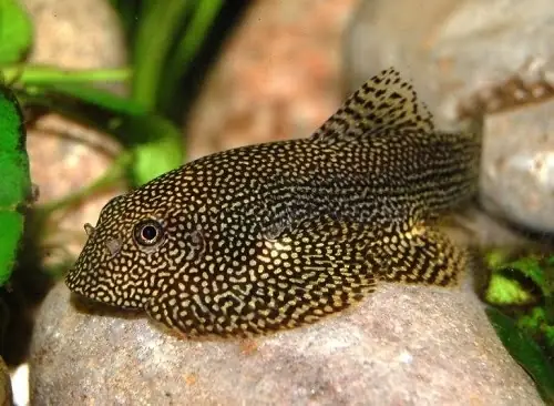 cá cảnh dễ nuôi