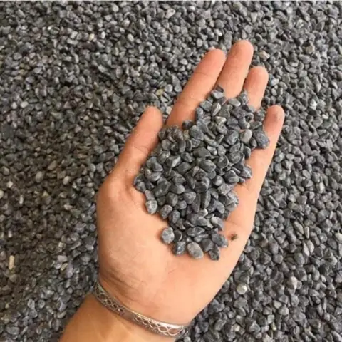 Tuyển Tập Cá Cảnh Đen Nhỏ & Hướng Dẫn Chăm Sóc Toàn Diện