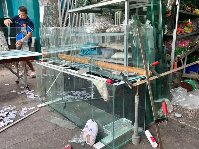 Cá Cảnh Dĩ An: Chọn Mua, Chăm Sóc & Phát Triển Bền Vững