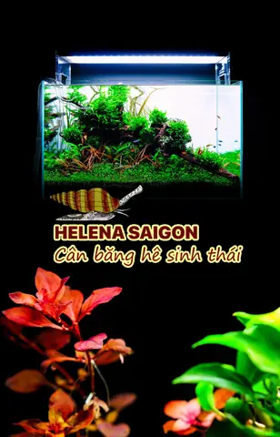 Các Loại Cá Cảnh Độc Đáo
