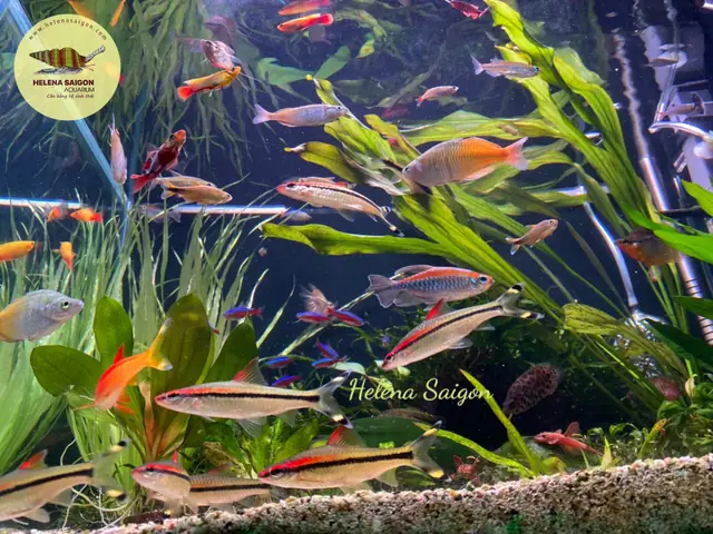 Giới Thiệu Cửa Hàng Thủy Sinh Helena Saigon