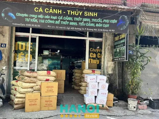 cá cảnh hà nội