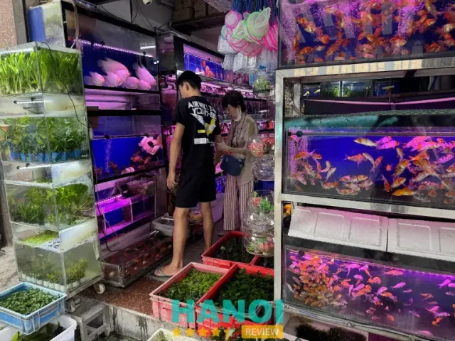 cá cảnh hà nội