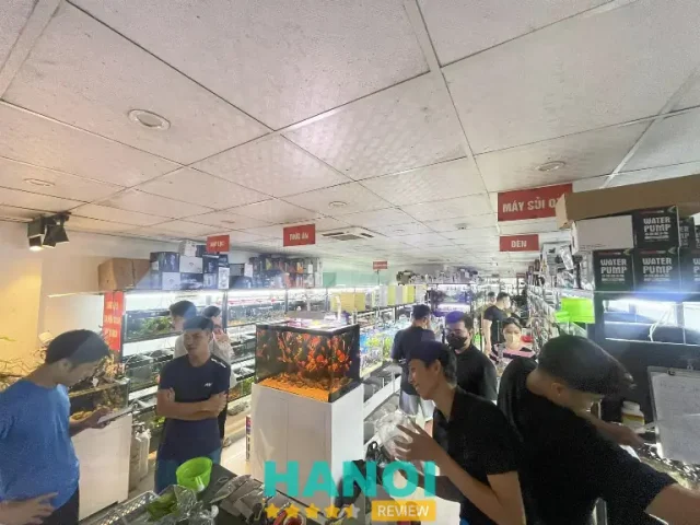 cá cảnh hà nội