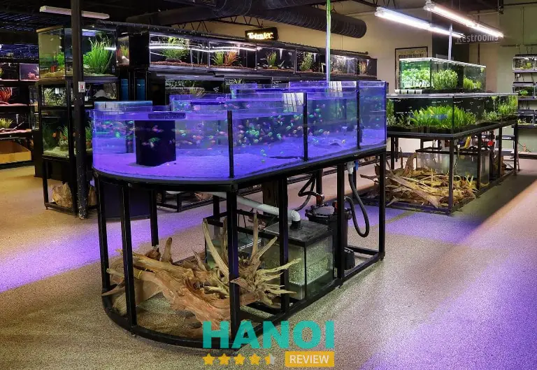 cá cảnh hà nội