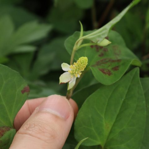 cá cảnh hải đăng