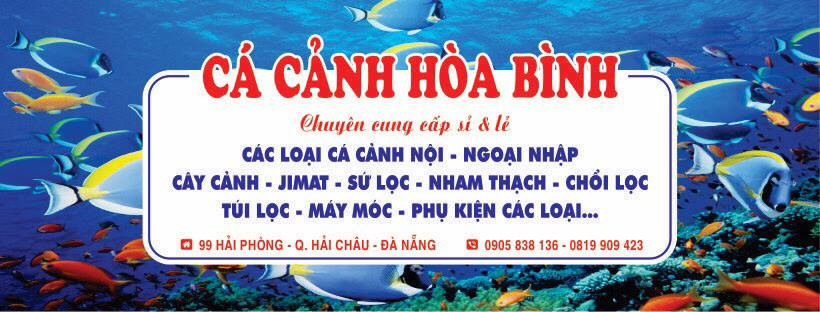 Cá cảnh Hòa Bình chuyên cung cấp cá cảnh nội nhập – ngoại nhập chất lượng