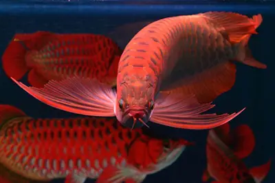 cá cảnh hồng anh