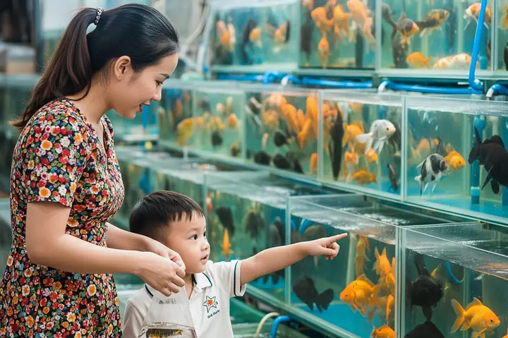 Cá Cảnh Hưng Yên: Mua Ở Đâu & Kinh Nghiệm Chọn Nuôi Bền Đẹp?