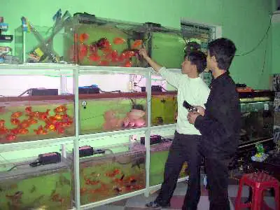 Mới ngoài ba mươi tuổi song anh Phạm Văn Huy, thôn Sòi, xã Đồng Sơn (Yên Dũng - Bắc Giang) được nhiều người gọi là "vua" cá cảnh bởi anh là người nuôi cá cảnh thành công với quy mô lớn trên địa bàn tỉnh Bắc Giang.
