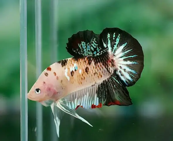 Cửa hàng mua cá Betta ở Long Xuyên lựa chọn số 1