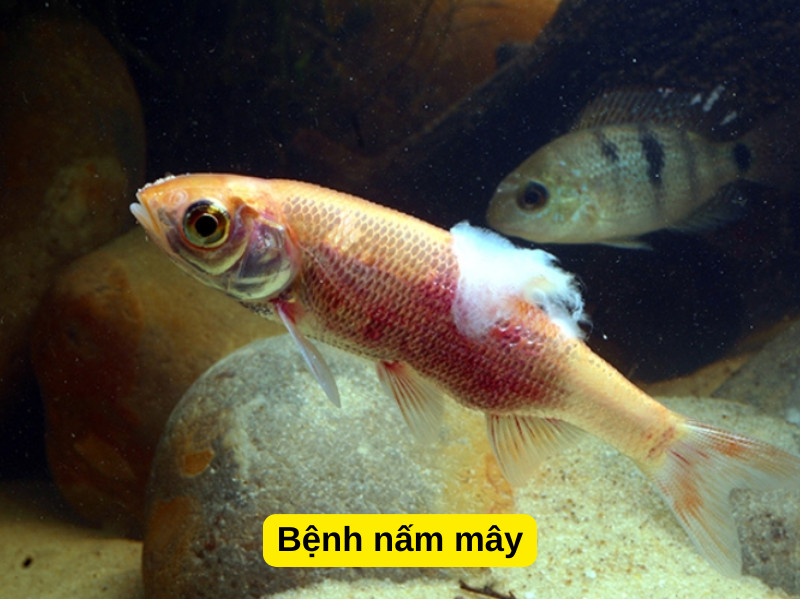Cá cảnh mắc bệnh nấm mây do ký sinh trùng Epistylis gây ra, thường ảnh hưởng đến da và vây cá