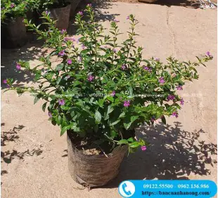 Hướng Dẫn Chi Tiết Về Cá Cảnh Mai Trang: Đặc Điểm & Chăm Sóc