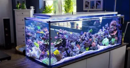 Chọn bể cá và phụ kiện phù hợp
