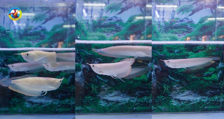 cá cảnh ngân long bơi trong bể