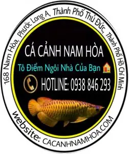 Cá Cảnh Ngân Long: Hướng Dẫn Nuôi, Chăm Sóc Và Đặc Điểm Chi Tiết