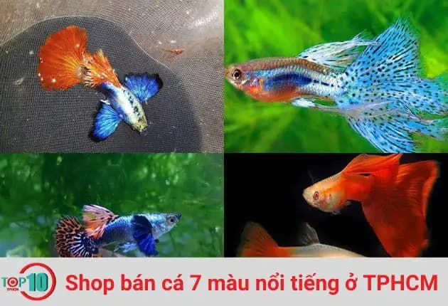 Review: Cá Cảnh Nguyễn Phát Có Đáng Tin Cậy Không?