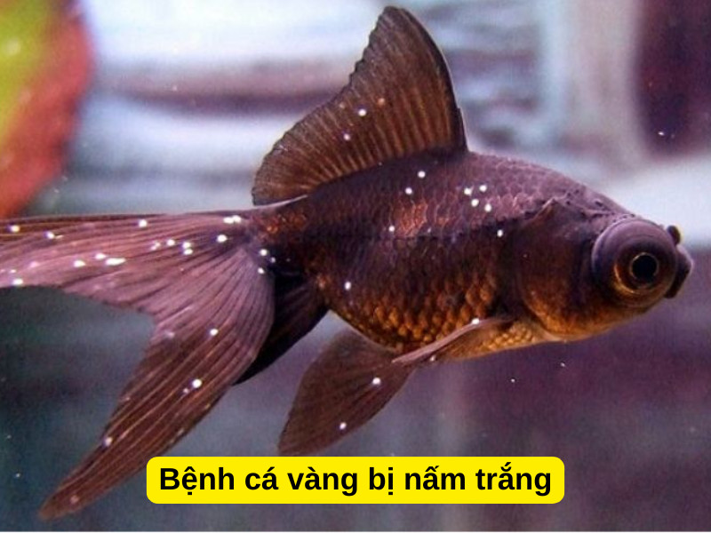 Cá cảnh nhiễm ký sinh trùng Ich gây bệnh nấm trắng