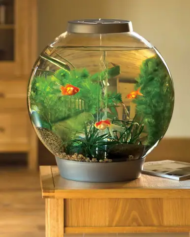 Nơi Mua **Cá Cảnh Ninh Thuận**: Hướng Dẫn Chi Tiết Từ A Đến Z Nơi Mua **Cá Cảnh Ninh Thuận**: Hướng Dẫn Chi Tiết Từ A Đến Z