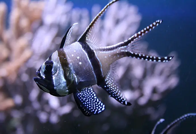 Cá Banggai