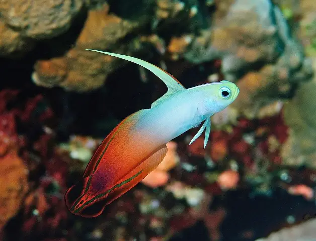 Cá Bống cờ lửa