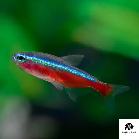 cá cảnh nước ngọt