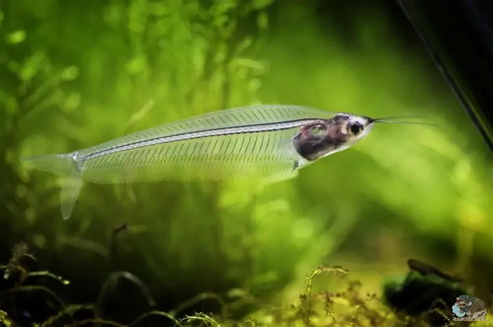 cá cảnh nước ngọt dễ nuôi