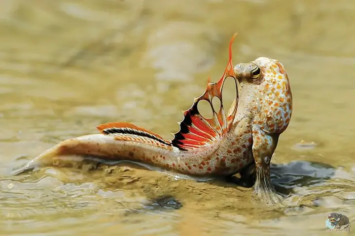 cá cảnh nước ngọt dễ nuôi