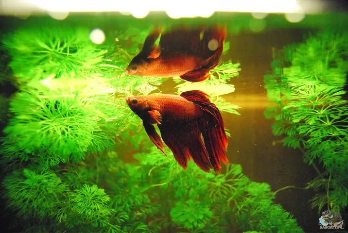 cá cảnh nước ngọt dễ nuôi