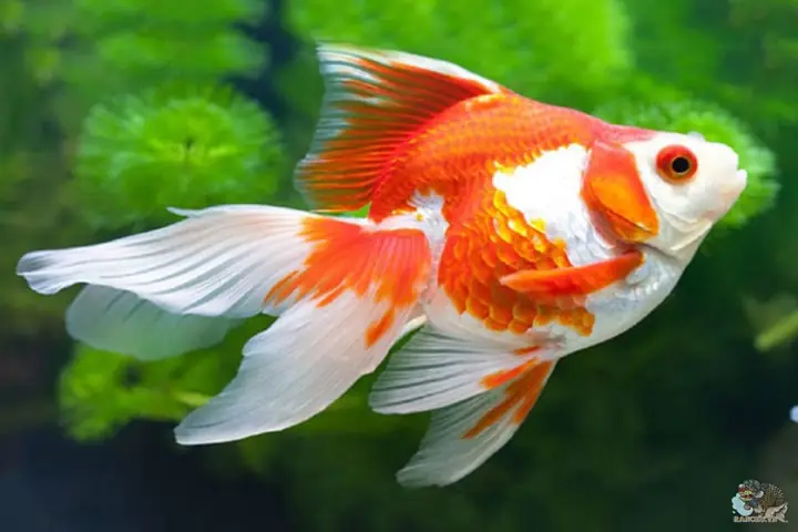 cá cảnh nước ngọt dễ nuôi