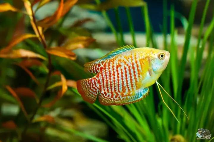 cá cảnh nước ngọt dễ nuôi
