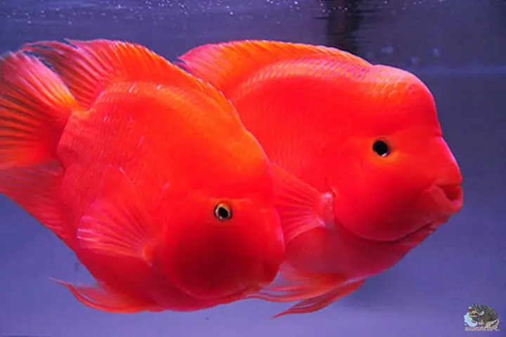 cá cảnh nước ngọt dễ nuôi