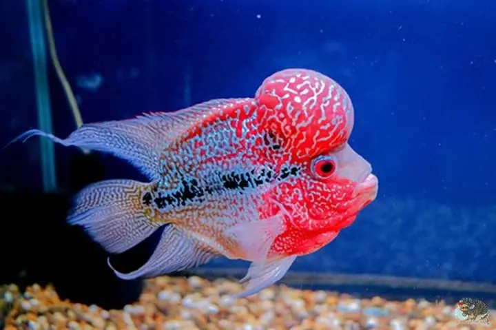 cá cảnh nước ngọt dễ nuôi